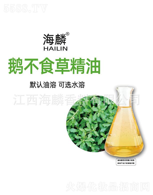 海麟鵝不食草精油