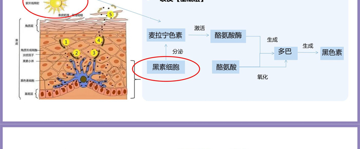 紫璐套盒OEM_ODM 紫璐套盒OEM_ODM