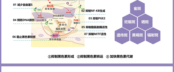紫璐套盒OEM_ODM 紫璐套盒OEM_ODM